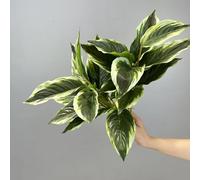2 Packs Variegated Hosta Artificial Plant 17.7" Faux Green Dieffenbachia Greenery Plants Outdoor Shrubs for Indoor Office Porch Yard UV Resistant Planter Filler (2)