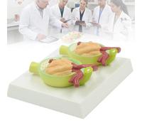 2-Part Kidney Nephron Glomerulus Model, Urinary Protein Model, Human Renal Section Filtration Structure Simulator for Medical Nursing Classroom, Nursing School & Lab