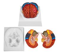 2-Part Model of Brain Color-Coded Life Size Human Brain Anatomical Model with Display Base Brain Teaching Anatomy of Bra