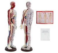 2 PCS Acupuncture Male and Female Human Acupuncture Point Model, Pressure Point and Meridians, Practical Exercises Acupuncture for Students & Professionals