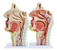 2 Pcs Human Nasal Cavity Oral Cavity Pharynx and Larynx Anatomical Model, Median Broken Section Hypopharyngeal Cavity Otolaryngology Model Throat Anatomy Model - Human Anatomical Nasal