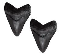 2 Pcs Megalodon Tooth Replica, Fossil Shark Teeth Kit, Black PVC Model for Collection Display and Science Education, Prehistoric Marine Life Figure, 3.3 x 2.6 x 0.8 in, 8.5 x 6.5 x 2 cm