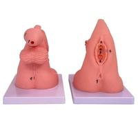 2-Piece Catheterization Model,Male and Female Catheterization Model Internal and External genitalia, PVC Anatomical Model Nursing Practice and Medical Clinical Teaching