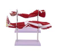 2-Piece Human Limb Muscular Anatomy Mode, Upper Arm & Lower Leg Extremity Tissue Model with Detachable Muscle Segments, Visible Blood Vessels, for Physiology Study Teaching.