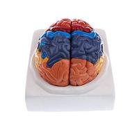 2-Piece PVC Brain Function Area Model, Color, Human Brain Function Area, Anatomy, Anatomical Model, Medical Artificial Cerebral Cortex