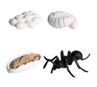 2 Sets Insectt Life Cycle Figurines, Pp Tasteless Insectt Life Cycle Toys, Insectts Growth Cycles Model, Lifes Cycles Figures, Educational Learning Toy, Kids Figure Animal Match Set For Learning Aids