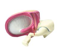 2 Times Cochlear Eardrum Model - Human Inner Ear Labyrinth Model - for Otorhinolaryngology Patient Communication Teaching Aids,Flesh,life size