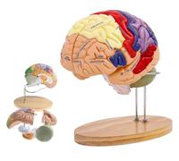 2 Times Human Brain Model Anatomy & Display Stand Life Size 9 Color-Coded Human Brain Anatomical Model for Teaching Science Classroom Study