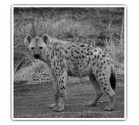 2 x 10cm Square Vinyl Stickers - Hyena Savannah Wild Animals Decals 39177