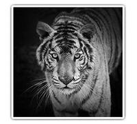 2 x 10cm Square Vinyl Stickers - White Tiger Wild Big Cat Jungle Animal Decals 43769