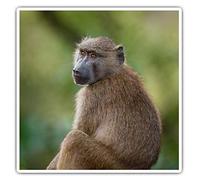 2 x 10cm Square Vinyl Stickers - Wild Olive Baboon Monkey Ape Decals 21132