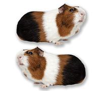 2 x 15cm Cute Guinea Pig Stickers Laptop Tablet Car Decal Kids #6594 (15cm Wide x 9cm Tall)