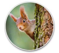 2 x 15cm Vinyl Stickers - Little Red Squirrel Woods Forrest Decals 16883