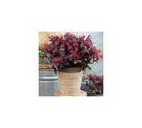 2 x 2 year old Loropetalum 'EverRed' Chinese Witch Hazel plants shrubs