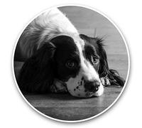 2 x 20cm Vinyl Stickers (bw) - Springer Spaniel Dog Puppy Animals 41405