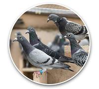 2 x 20cm Vinyl Stickers - Pigeon Hole Pigeons Bird Birds 46036