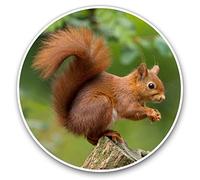 2 x 30cmVinyl Stickers - Cute Red Squirrel Garden Animal Decals for Car Van Luggage Scrap Book Fridge #15741