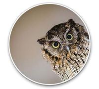 2 x 30cmVinyl Stickers - Yellow Eye Barn Owl Wild Bird Decals for Car Van Luggage Scrap Book Fridge #16919