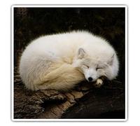 2 x 7.5cm Square Vinyl Stickers - Arctic Fox Asleep Wild Animal Decals 44139