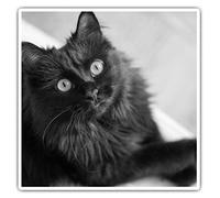 2 x 7.5cm Square Vinyl Stickers - Fluffy Black Cat Kitten Pet Decals 43907