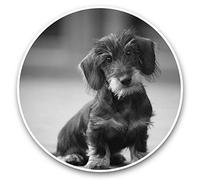 2 x 7.5cm Vinyl Stickers (bw) - Wire Haired Dachshund Puppy 38677