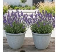 2 x Brick effect polyresin flower garden plant pots (White Textured, Medium)