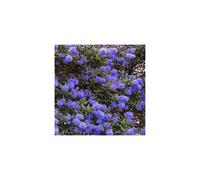 2 X Ceanothus 'Blue Diamond' Californian Lilac Evergreen Shrub - Great Hedging Plant