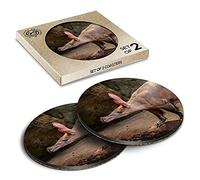 2 x Eco Boxed Cork Coasters - Bald Aardvark African Animal Drink Cup Mug Glass Table Mat #12368