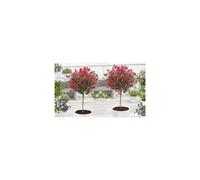 2 x Evergreen lollipop Chico Photinia Little Red Robin Trees 80-100cm