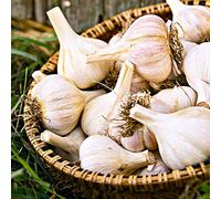 2 x Garlic White - Easy to Grow - Strong Flavor- Enjoy Home Grown Garlic Taste- for Your Beautiful Kitchen Garden