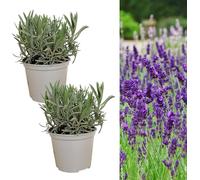 2 x Lavender angustifolia Herb Plants in 14cm Pots Carbeth Plants Green One Size