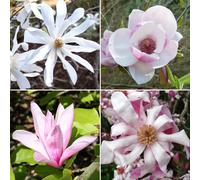 2 x Magnolia Plants in 9cm Pots | Mixed Garden Border Deciduous Flowering Shrubs