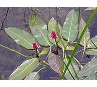 2 x Marginal Plants - Including a pot and compost - Live Water Plant Aquatic Pond Lake Marginal (Persicaria amphi)