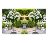 2 x Mini Standard White Rose Tree 50cm Indoor Outdoor Garden Plants