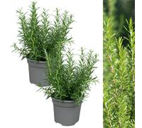 2 x Rosemary BBQ Herb Plant in 13cm Pots Carbeth Plants Green One Size