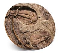 2 x Round Coasters - Fossil Trilobite Dinosaur - Cork Backed Home Kitchen Accessory Tea Coffee Mug Mat #45062
