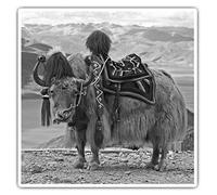 2 x Square 10cm Vinyl Stickers - Himalayan Yak Animal Travel 38232
