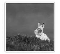 2 x Square 10cm Vinyl Stickers - Mountain Hare Rabbit Tundra 35380