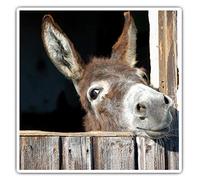 2 x Square 10cm Vinyl Stickers - ny Cute Donkey Animal Horse Wild 8260