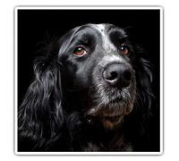 2 x Square 7.5cm Vinyl Stickers - Black Spaniel Dog Cocker Springer 44334