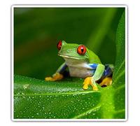 2 x Square 7.5cm Vinyl Stickers - Red Eyed Amazon Tree Frog 46240