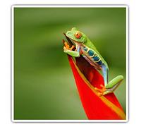 2 x Square 7.5cm Vinyl Stickers - Red Eyed Tree Frog Jungle 2771