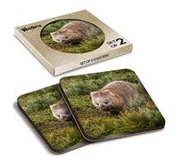 2 x Square Coasters - Bare Nosed Wombat Cute Wildlife Cork Backed MDF Glossy Tea Coffee Accessory #50191