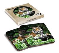 2 x Square Coasters - Bengal Tiger Big Cat Wild Animal Cork Backed MDF Glossy Tea Coffee Accessory #50238