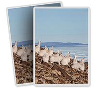 2 x Vinyl Stickers - Rectangle Shape 7x10cm - Arctic Hare Group White Rabbit Hares Art Print Decal Laptop Tablet Luggage Car Bike Sticker #44142