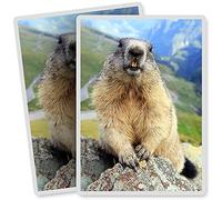 2 x Vinyl Stickers - Rectangle Shape 7x10cm - Marmot Wild Animal Mountain Art Print Decal Laptop Tablet Luggage Car Bike Sticker #12604