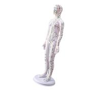 20.47In Human Acupoint Model with Chinese Acupoints for Student and Beginner Acupoint Acupunture Practice Teaching Tool