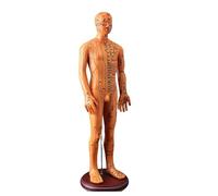20.47In Human Acupoint Model with Chinese Acupoints for Student and Beginner Acupoint Acupunture Practice Human Body Acupoints
