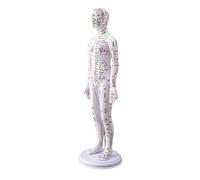 20.47Inch Human Acupoint Model with Chinese Acupoints Points for Teaching Male Acupoint Model Female Teaching Tool