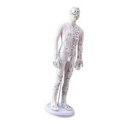 20.47Inch Human Acupoint Model with Chinese Acupoints Points for Teaching Male Female Accurate Meridian Representation